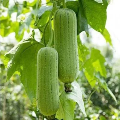 Nethibeerakaya - 450g