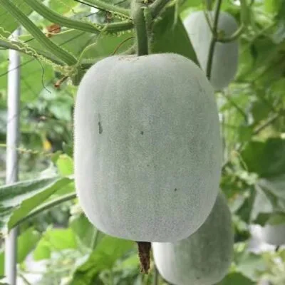 Boodidhi Gummadikaya - 1kg