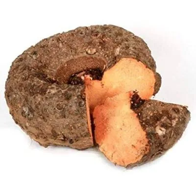 Elephant Foot - 450g