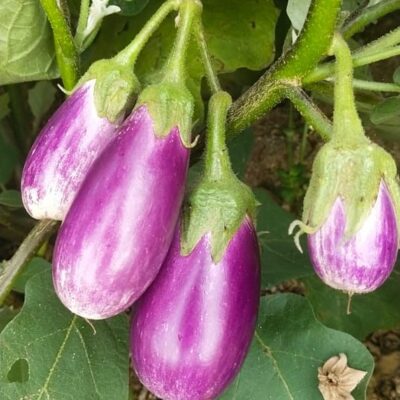 Vankaya (pennada) - 250gm